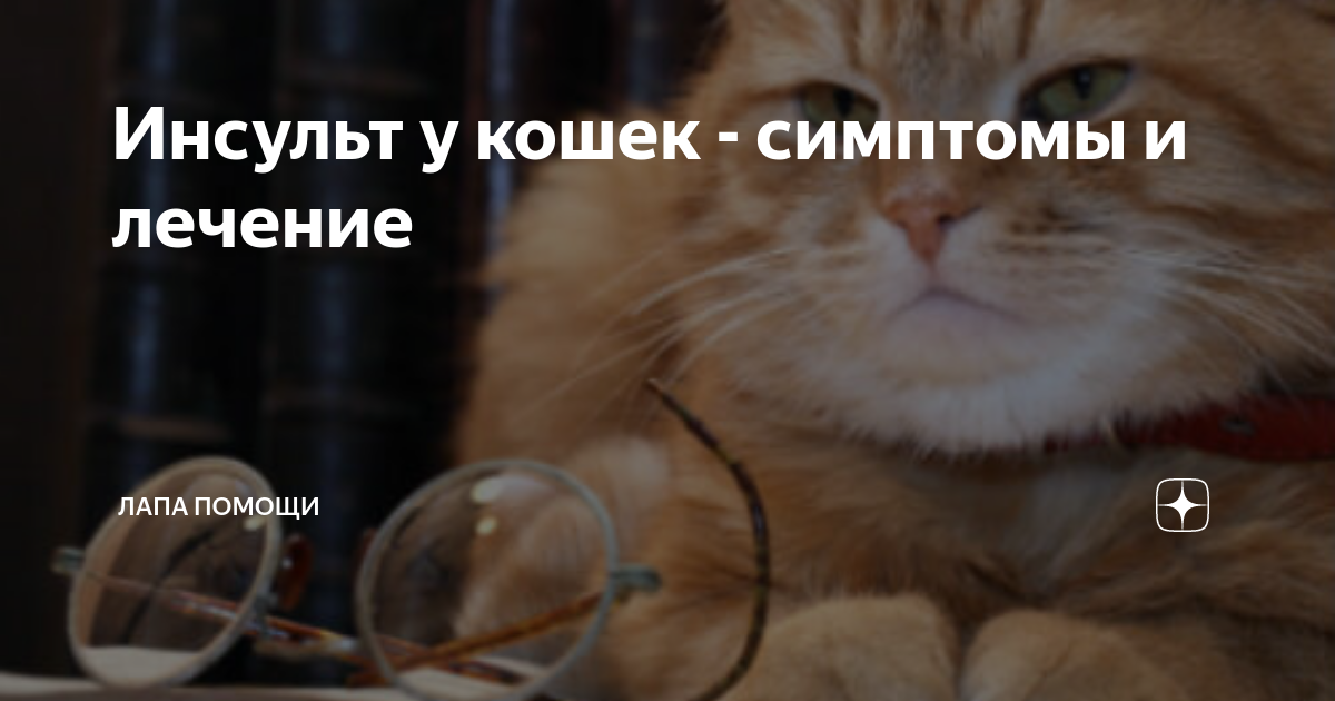 Инсульт у кошек: симптомы и лечение