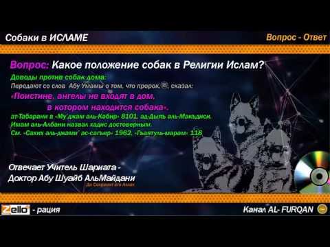 Собаки в религии: православие, ислам, буддизм, зороастризм