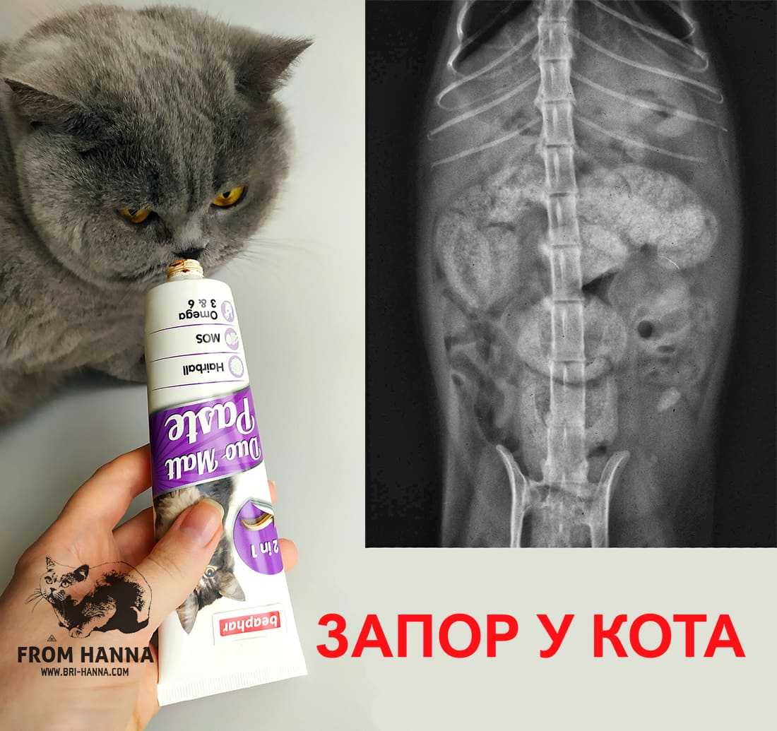 Слабительное для кошки - в домашних условиях быстрого действия, обзор лучших средств