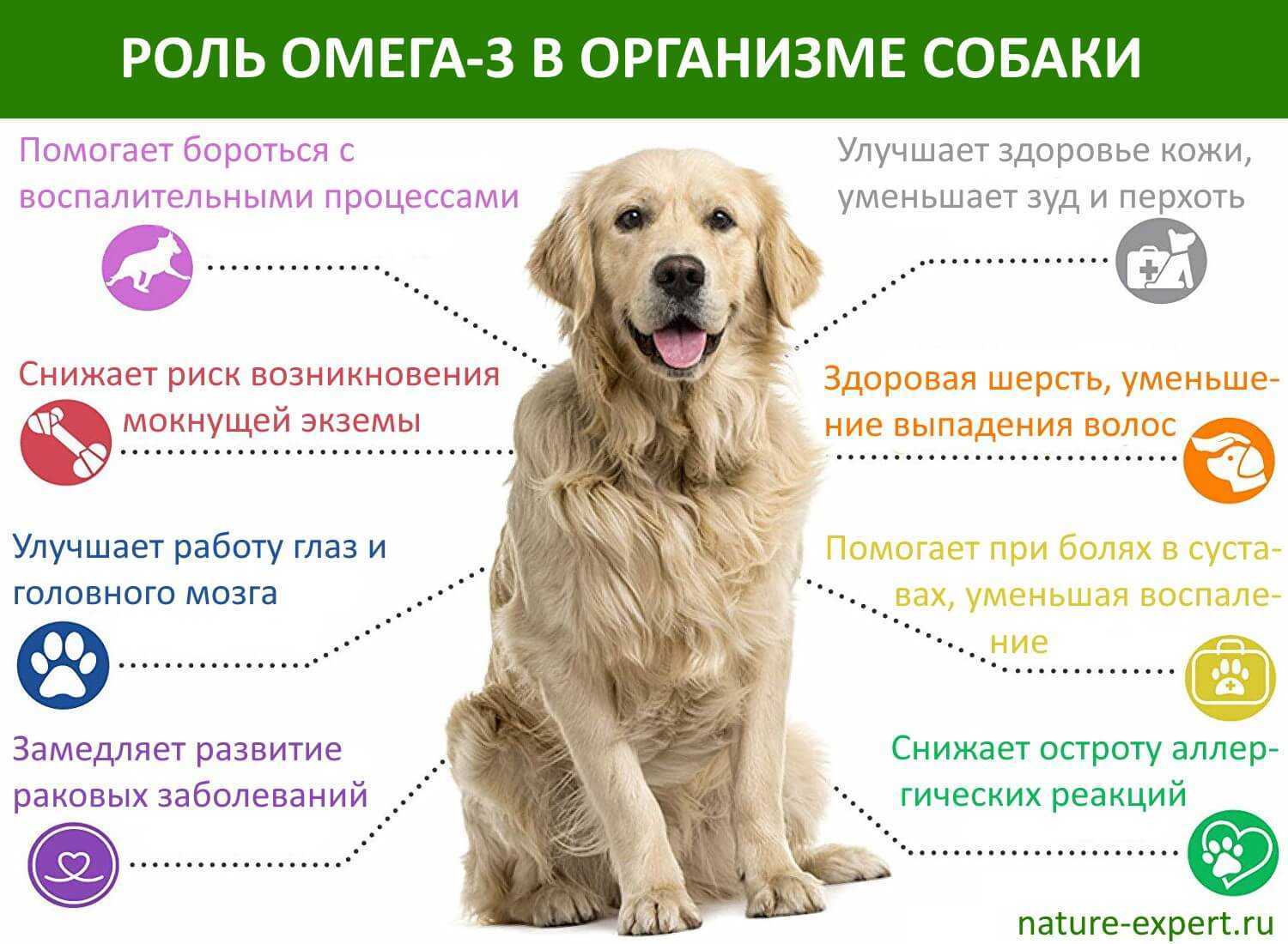 Ринговка: правила выбора хитрого аксессуара для собак | ваши питомцы ринговка для собак это крепление шкафа на стену в ванную форум о мужчинах раках
