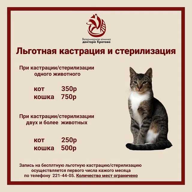 Можно ли кастрировать кота в 7 лет: мнение ветеринаров и экспертов
