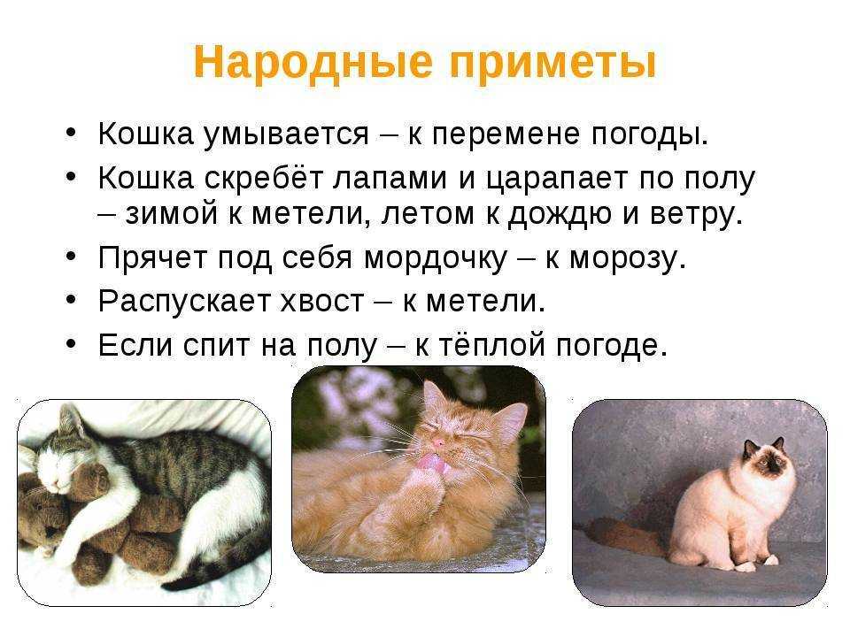 Почему не приживаются коты в доме?