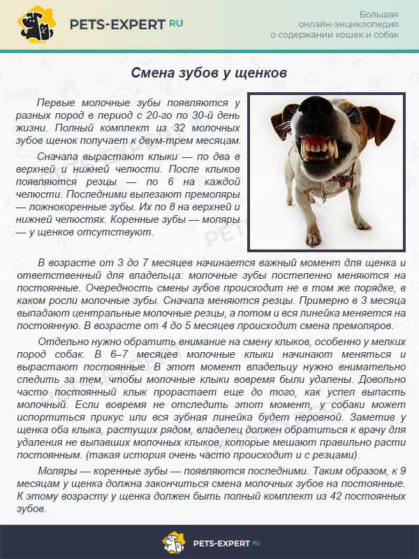 Кто такие алиментные щенки: на что нужно обратить внимание при покупке