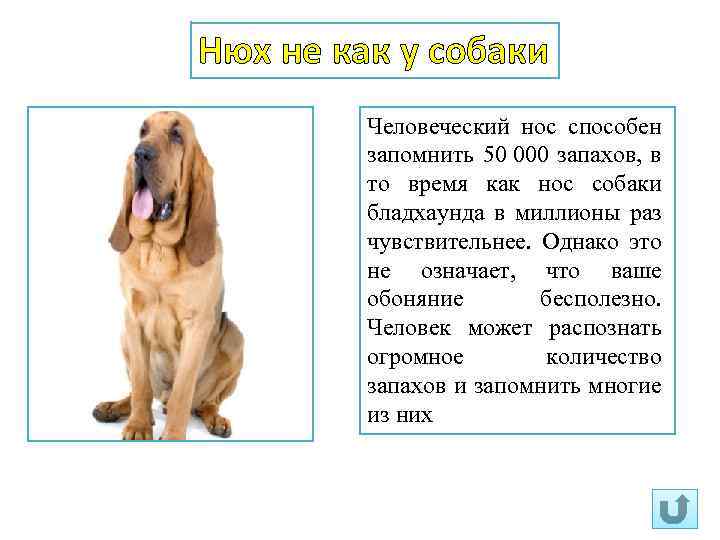 Как узнать, что собака умирает (с иллюстрациями)