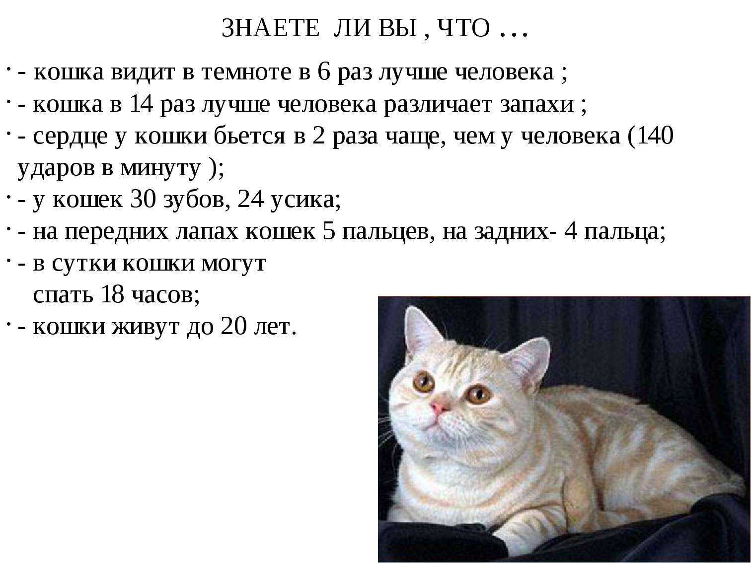 Кот стал агрессивным, нападает на хозяйку: почему кошка шипит, кидается, кусает хозяев без причины?