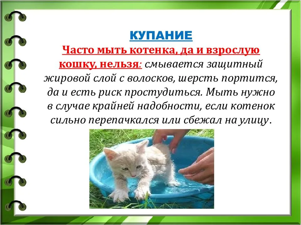 ᐉ можно ли купать кошек во время беременности - zoovet24.ru