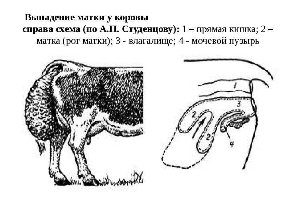Ректальный пролапс у кошек и собак