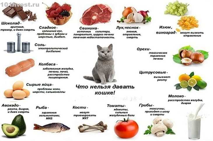 Как выходить новорожденных котят без кошки: чем кормить и как часто, какой требуется уход, в каком возрасте вводить прикорм