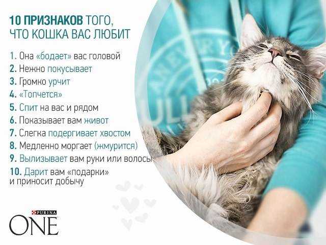 Каких людей любят кошки?