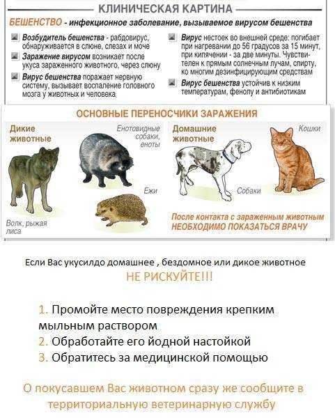 Бешенство кошек