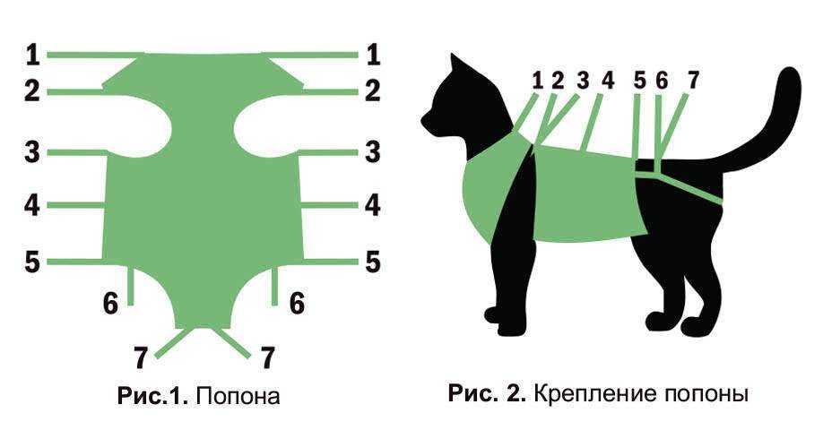 Поведение кошки после операции стерилизации