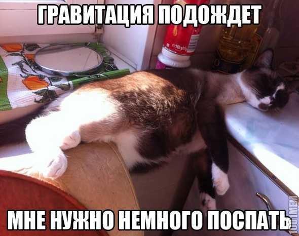 Почему хомяк чешется, причины зуда