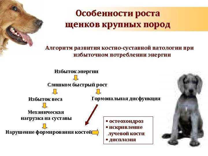 До какого возраста растут собаки?