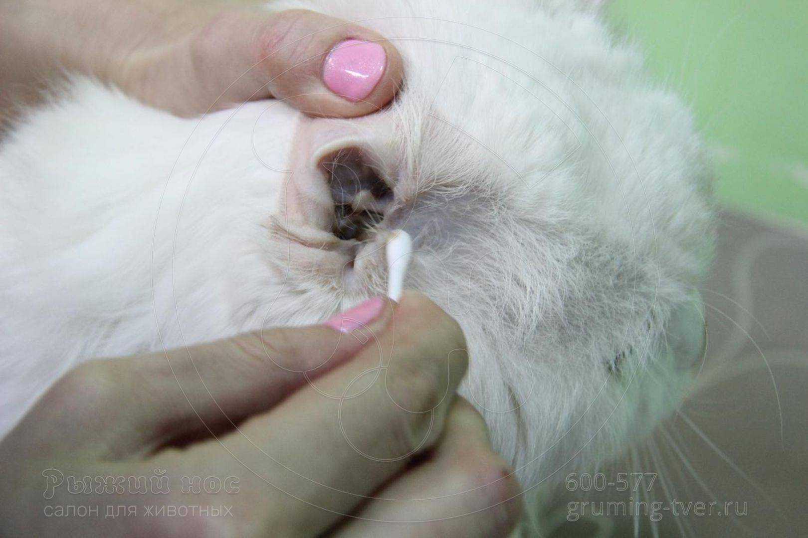 Основные причины грязных ушей у котят: варианты лечения и как правильно чистить