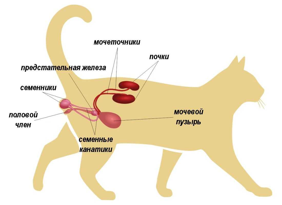 Нужно ли кастрировать кота