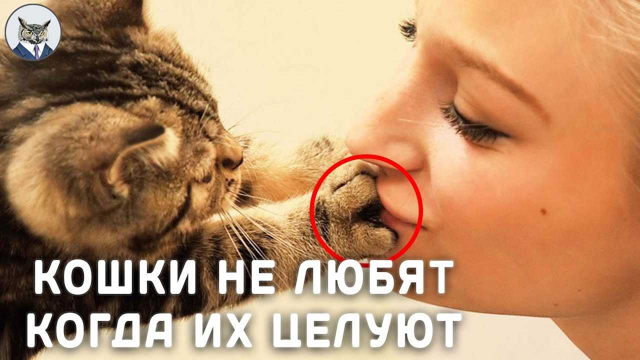 Где чесать собаку чтобы дергалась нога