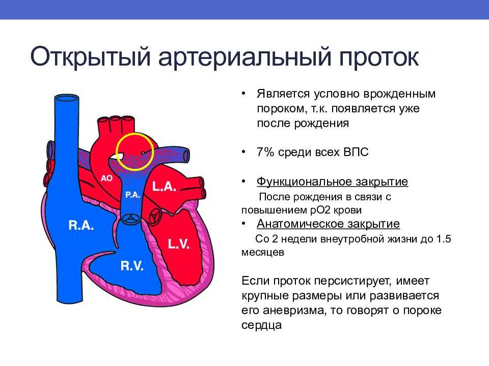 Описание строения внутренних органов кошки и общей анатомии домашнего животного