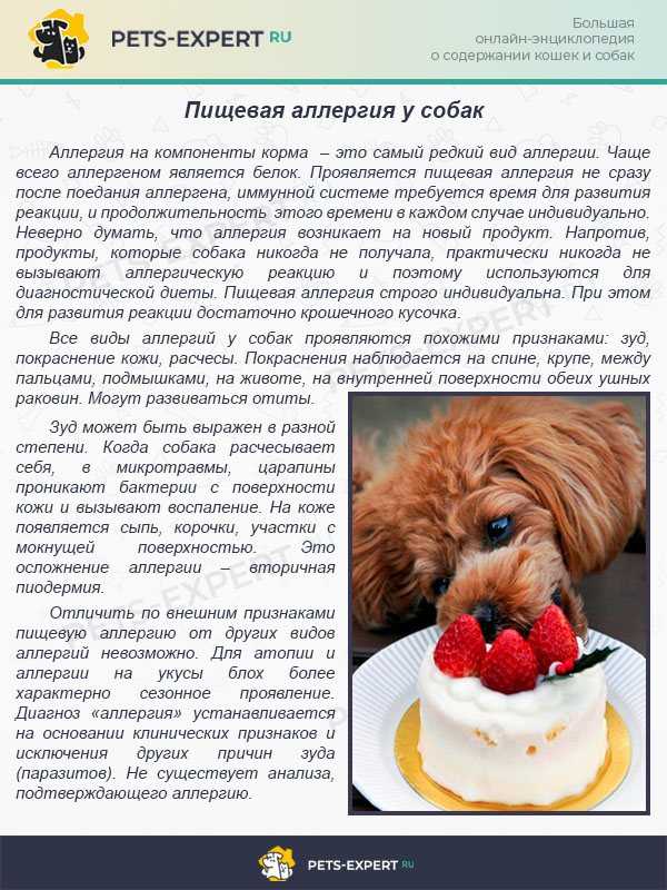 Аллергия на корм у собак: симптомы, фото и лечениеветлечебница рос-вет