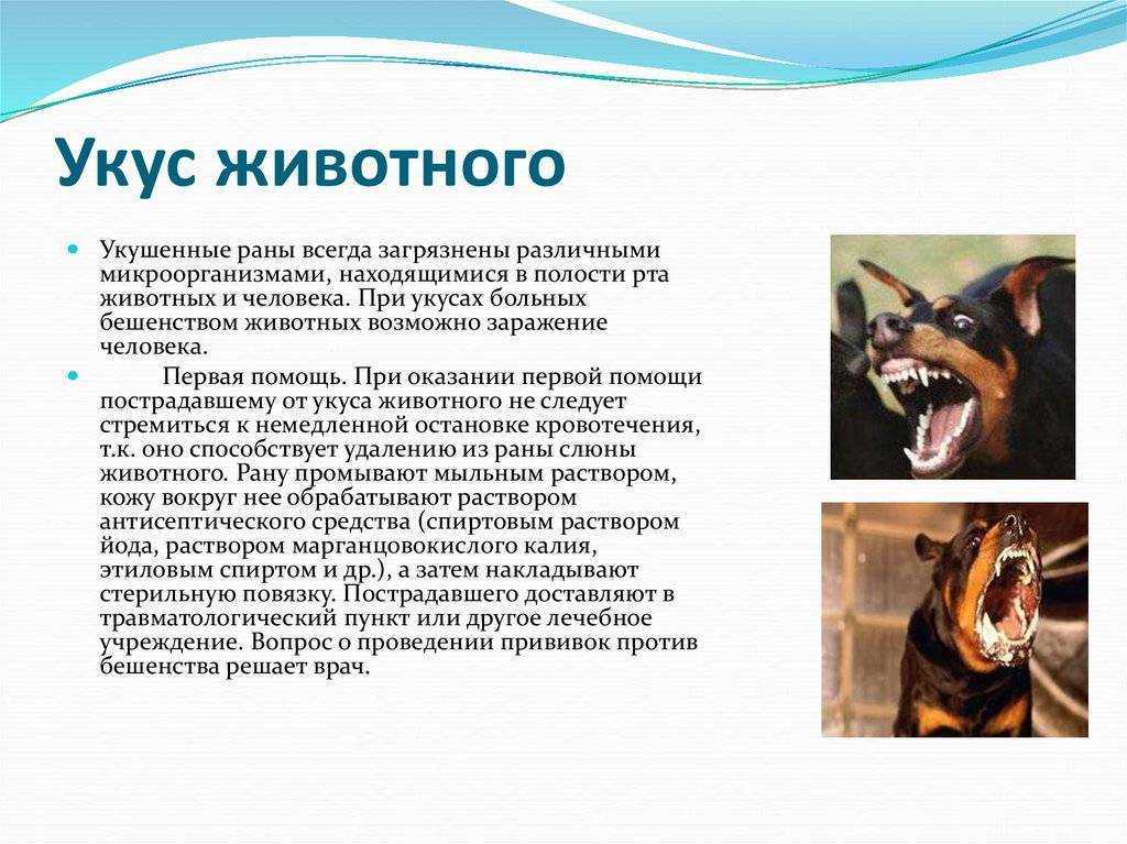 Укус кошки лечение в домашних условиях. укусил кот опухла рука что делать. | parnas42.ru