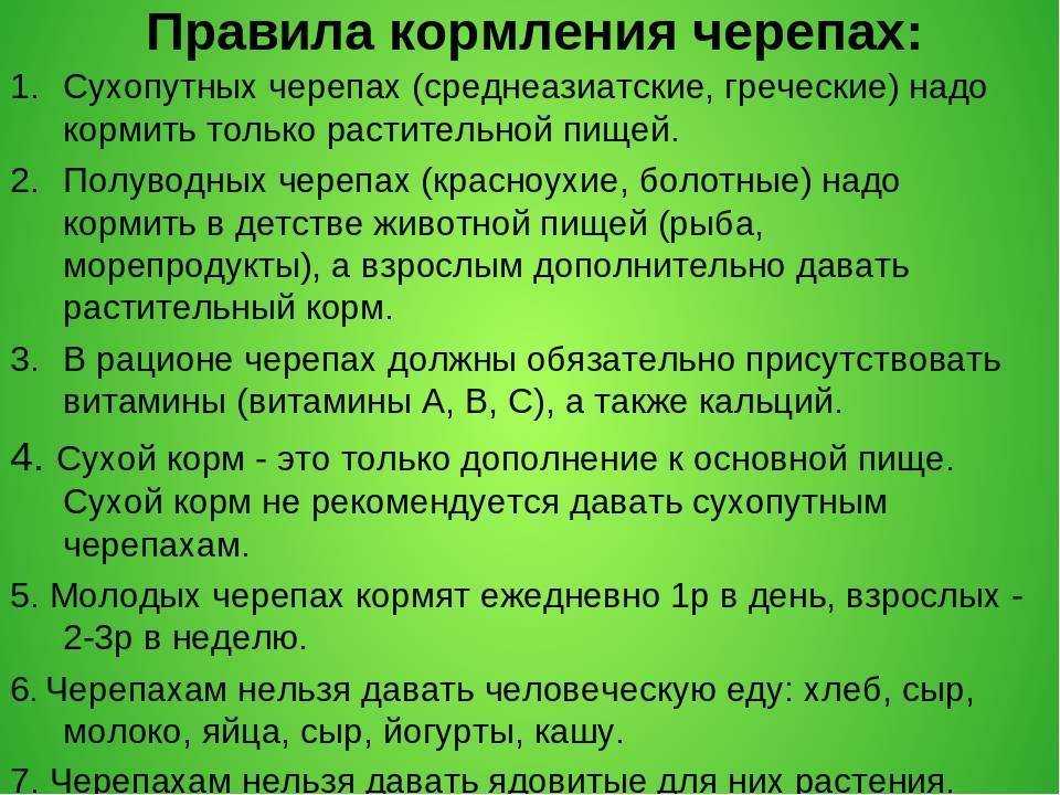 Чем кормить красноухую черепаху в домашних условиях