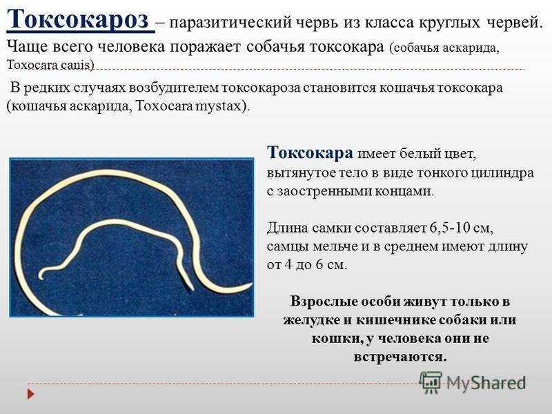 Глисты у собак - причины, симптомы, лечение и профилактика