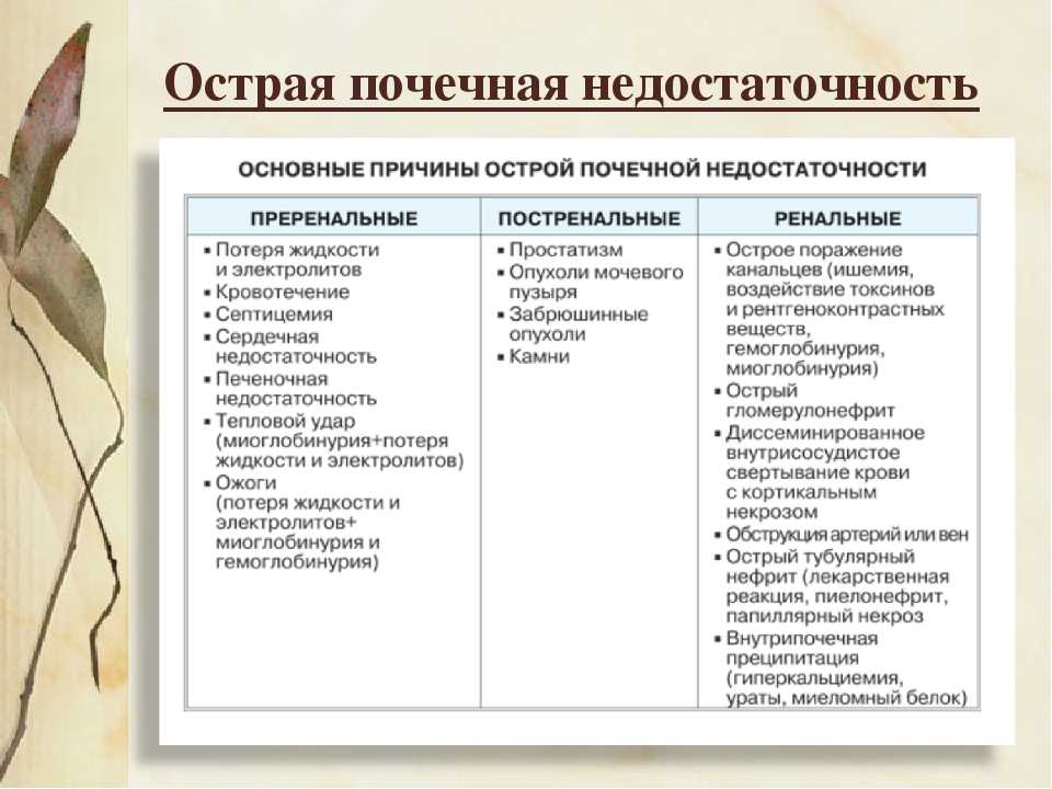 Почечная недостаточность у собак. симптомы, лечение, диагностика. породы собак, которые предрасположены генетически.