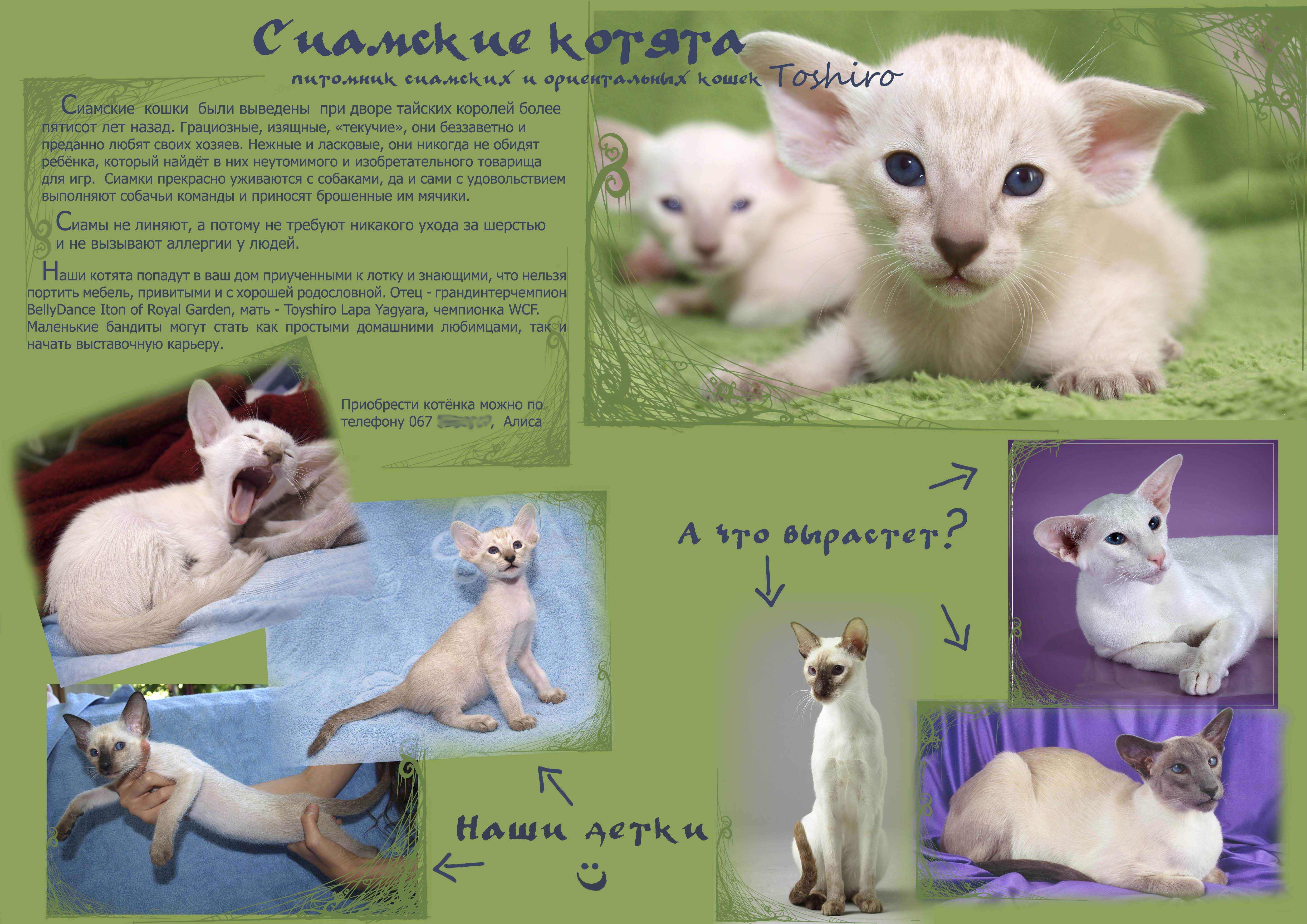 Као мани – белая жемчужина царства кошачьих