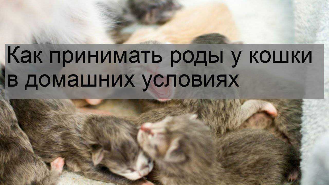 Роды у кошки: признаки, подготовка, уход после родов