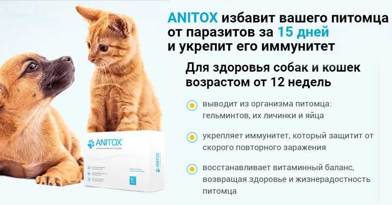 У беременной собаки глисты: что делать? защищаем питомицу и её щенков от паразитов