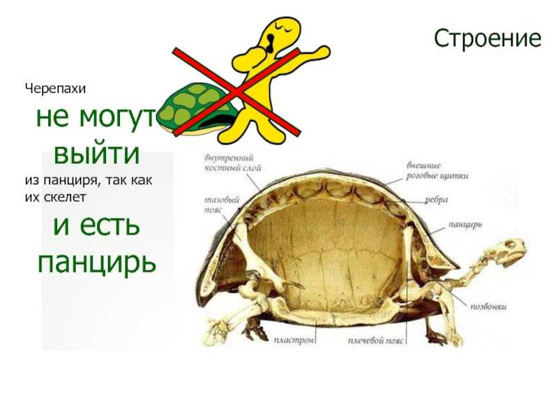 Особенности нервной системы черепах