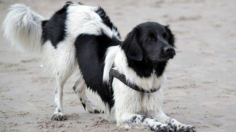 Стабихун (stabyhoun): 🐕 всё о породе собак