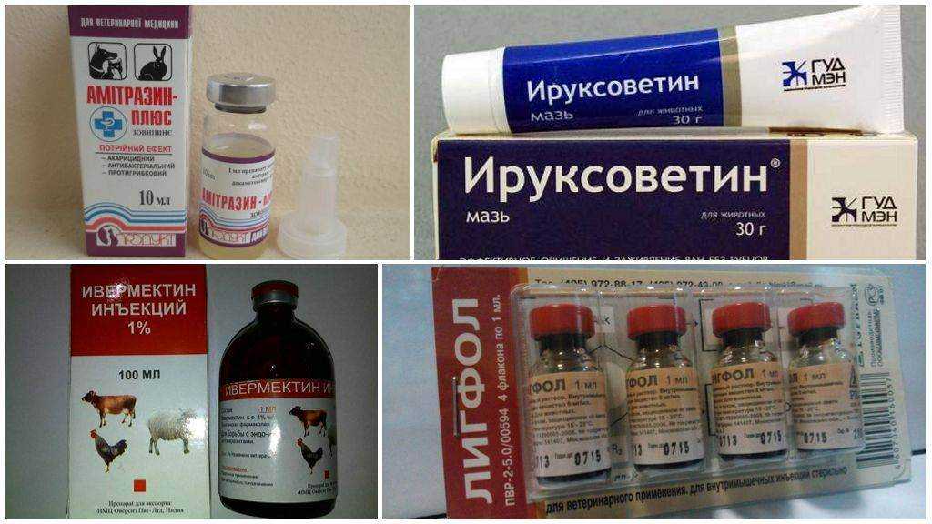 Первичная и вторичная себорея у собак: причины, диагностика и особенности лечения