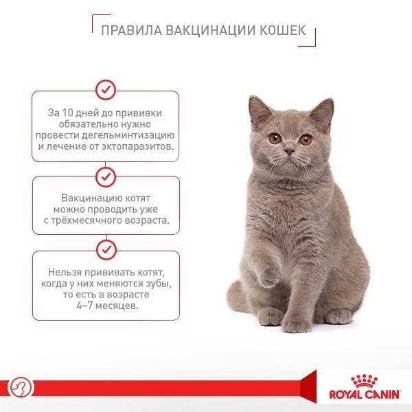 На какой день течки нужно вязать кошку