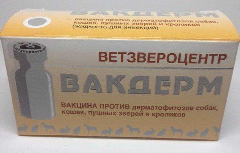 Стригущий лишай кошки: симптомы, последствия, лечение