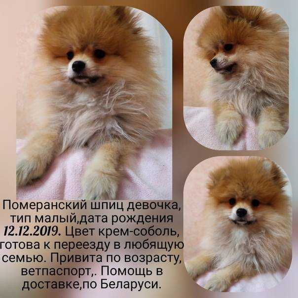 Виды шпицев - список пород с описанием и фото, черты, характер