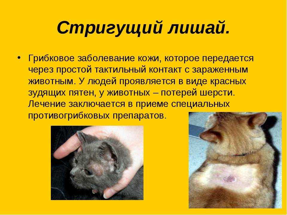 Дерматиты у кошек: классификация, симптомы, лечение | блог ветклиники "беланта"