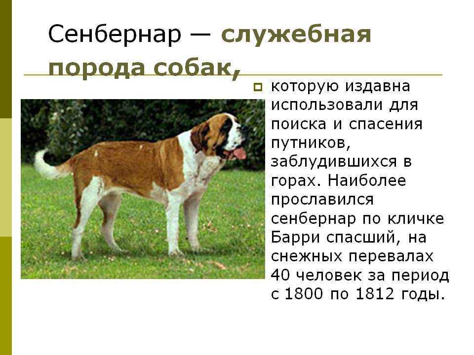 Большой швейцарский зенненхунд: описание породы, внешний вид собаки с фото, особенности ухода