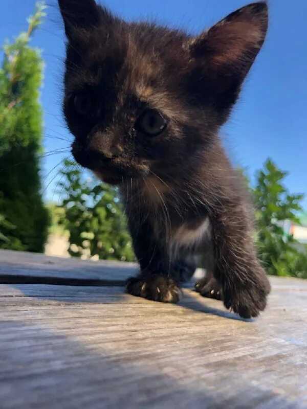 Можно ли не мыть кошку вообще домашнюю