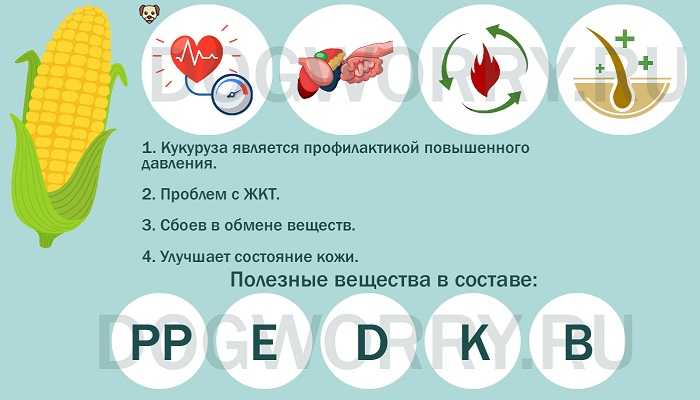 Можно ли давать собакам кукурузу | вареную, в початках