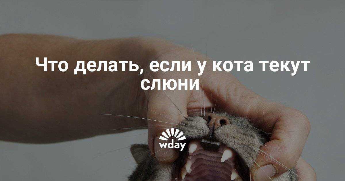 Почему у кошки текут слюни прозрачные как вода каплями, что делать