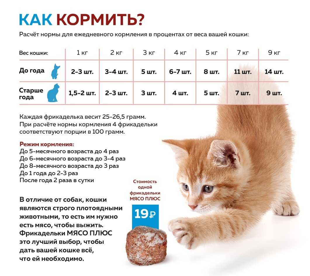 Можно ли кошкам давать сметану — от земли до неба
