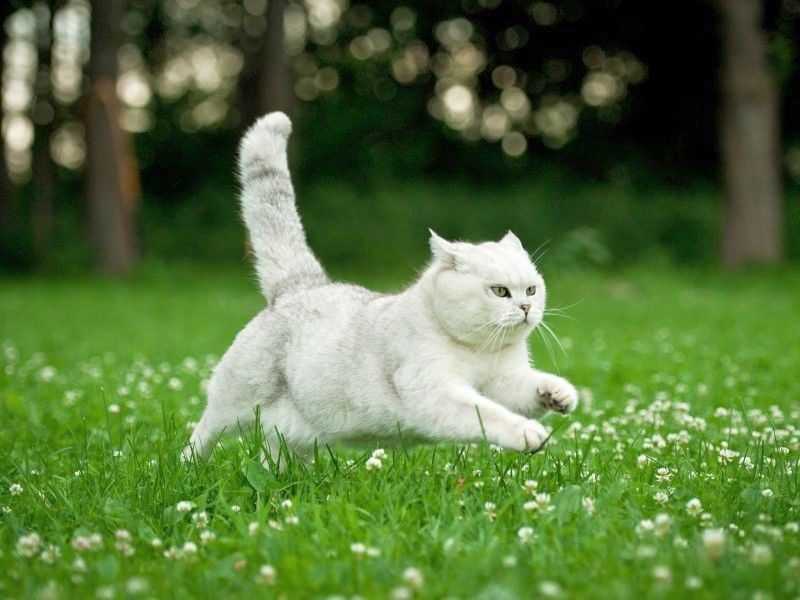 Белый окрас у британских котов и кошек