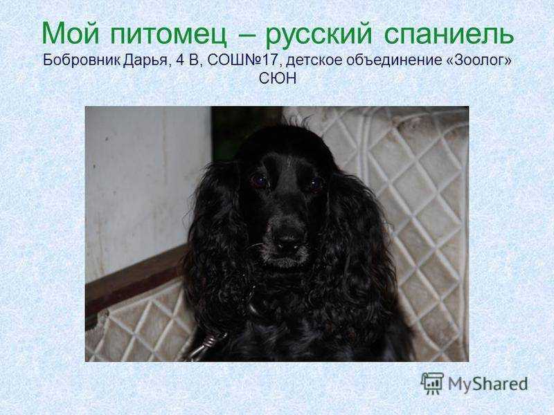Русский кокер спаниель: характеристика и описание породы
