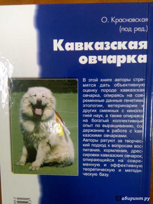 Кавказская овчарка. описание, фотографии, видео, черты и характер породы, отзывы