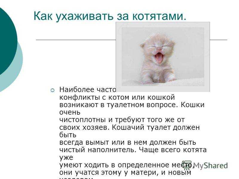 Как правильно глистогонить кошек и котят