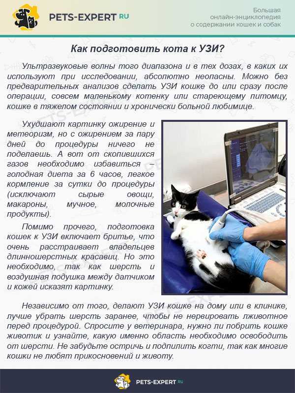 Стерилизация кошки: подготовка к операции