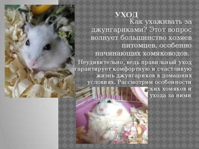 Можно ли джунгарикам давать сыр? едят ли хомяки его?