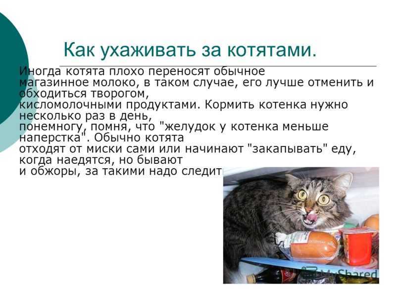 Чем кормить котенка в 2 месяца: домашняя еда