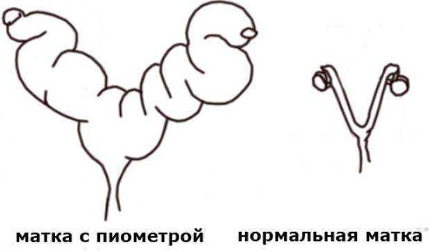 Пиометра у кошки: как не потерять питомца