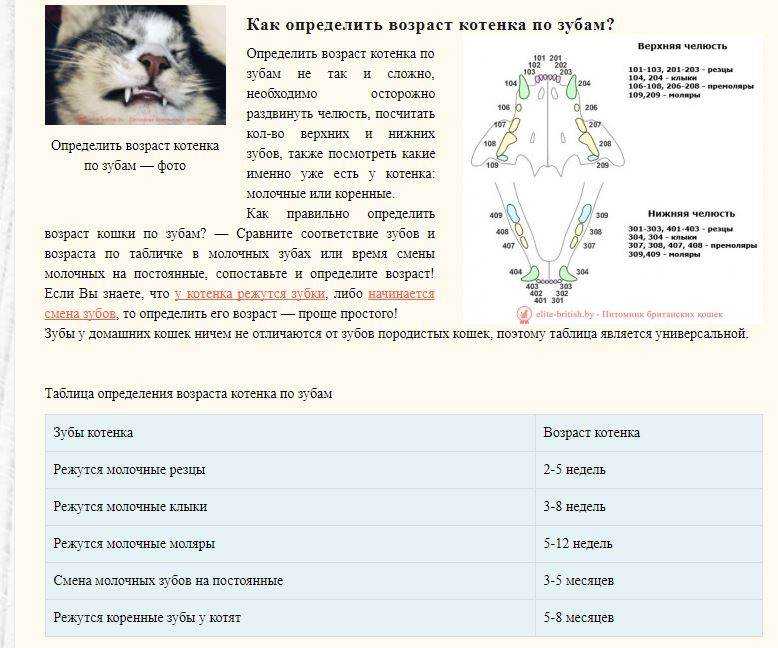 Когда у британских котят меняются зубы